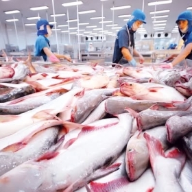 778 DOANH NGHIỆP THỦY SẢN VIỆT NAM ĐƯỢC CẤP PHÉP XUẤT KHẨU VÀO ĐÀI LOAN - HIỆU LỰC TỪ 10/6/2026